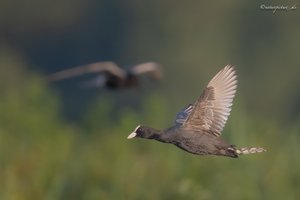 Blässhuhn im Verkehr