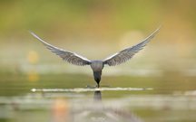 Sie sind wieder da...