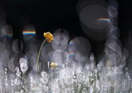 in der Trollblumen-Disco