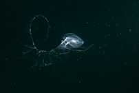 Plankton