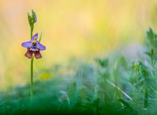 Ophrys calliantha: ein Endemit Siziliens