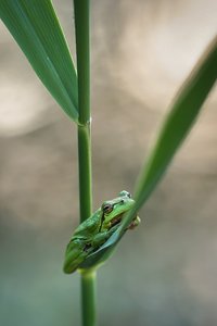 Ein Laubi