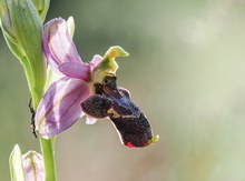 Hummel-Ragwurz ( ophrys fuciflora )