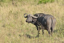 Afrikanischer Büffel (Bulle)