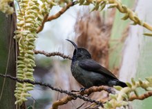 Der Seychellen-Nektarvogel