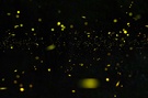 Biolumineszenz – ein Glühwürmchenuniversum