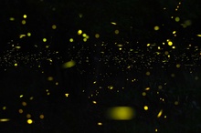 Biolumineszenz – ein Glühwürmchenuniversum