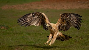 Spanish Imperial Eagle