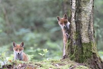 Am Fuchsbau..