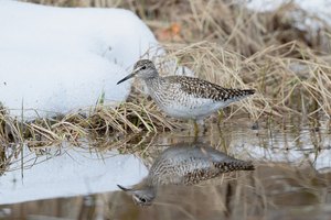 Bruchwasserläufer