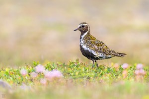 Isländischer Sommer...