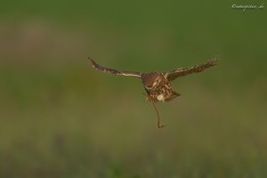 Fliegender Regenwurm, Touristenklasse