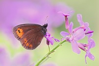 Erebia medusa