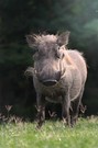 Morgendliche Begegnung
