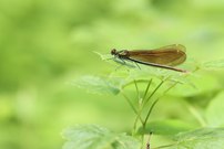 Ein Weibchen der Blauflügel-Prachtlibelle
