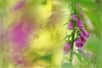 Digitalis 2