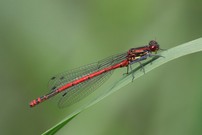 Frühe Adonislibelle