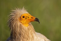 Schmutzgeierportrait