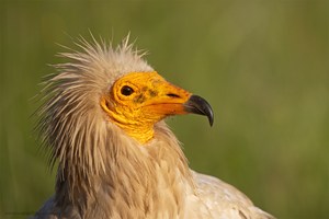 Schmutzgeierportrait