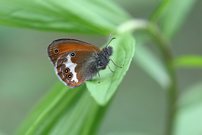 Weißbindiges Wiesenvögelchen