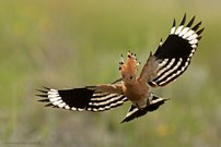 Frontaler Anflug