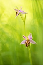 Bienen-Ragwurz (Ophrys apifera Var. friburgensis)