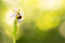 Bienen-Ragwurz (Ophrys apifera Var. bicolor)