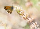 Coenonympha dorus '24