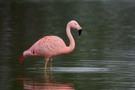 Schwäbischer Flamingo