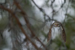 Kleine Rakete aus dem dunklen Wald