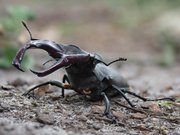 Hirschkäfer