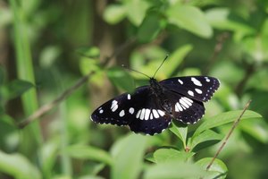Blauschwarzer Eisvogel