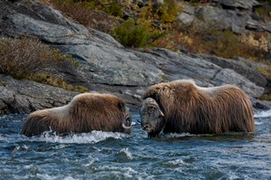 Im reissenden Wasser des Storbekken