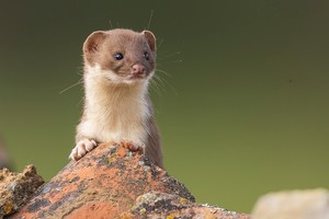 Mauswiesel – Mustela nivalis