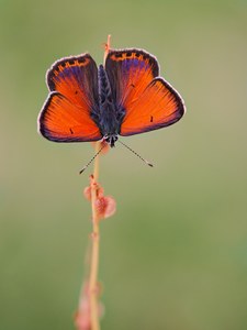 Lycaena hippothoe