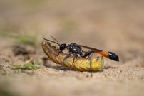 Raupenschlepper - Sandwespe