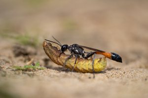 Raupenschlepper - Sandwespe