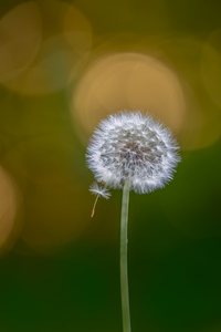 Pusteblume mit Fallschirm ...