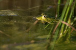 Wasserfrosch (Pelophylax agg.)