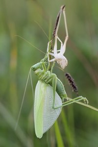 Ein frisches Pferdchen