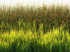 Wo die Trauerseeschwalben brüten