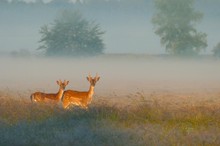 Früh morgens