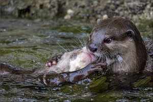 Otternliebe