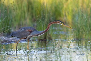 Purpurreiher – Ardea purpurea