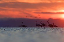 die selbe Flamingogruppe