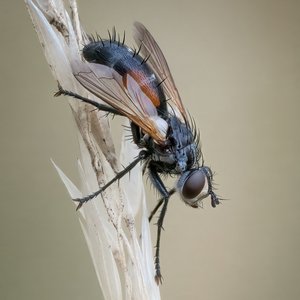 Rotgefleckte Raupenfliege