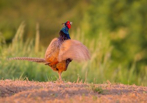 Wo sind meine Hennen