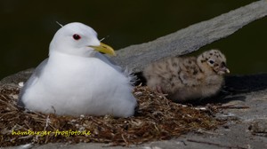 Am Nest auf dem Felsen