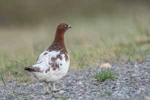 Moorschneehuhn?