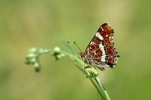 Landkärtchen im Sommer